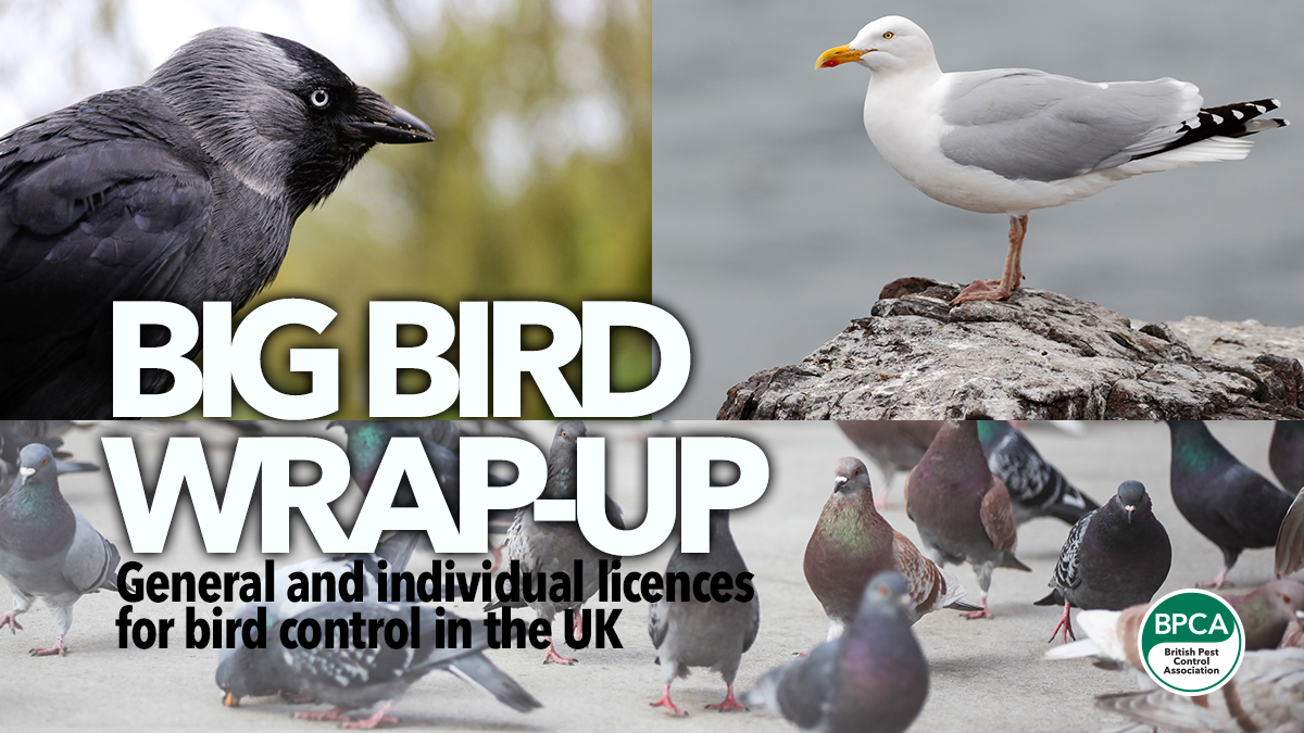 big bird wrap up bird licence bpca big bird wrap up bird licence bpca